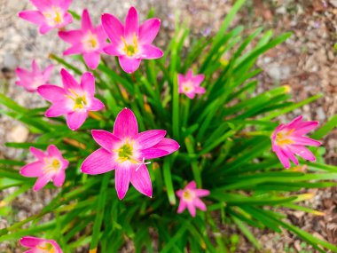 Top view of blooming pink rain lily flowers or Zephyranthes with vibrant green foliage, captured outdoors in a natural garden setting clipart