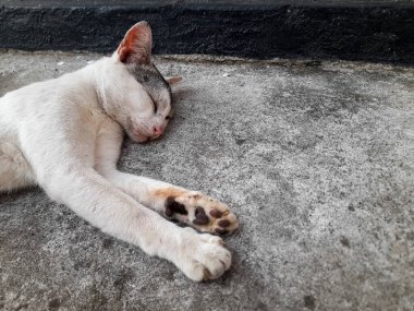 Beyaz ve siyah evcil bir kedi engebeli bir beton yüzeyde uzanıyor, rahatlamış görünüyor.. 