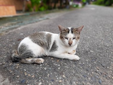 Şehir merkezinde asfalt yolda dinlenen bir sokak kedisi. Kedi sakin görünüyor, yumuşak bir ifadeyle sokakta yatıyor. Sokak hayvanlarının mükemmel bir görüntüsü.
