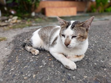 Şehir merkezinde asfalt yolda dinlenen bir sokak kedisi. Kedi sakin görünüyor, yumuşak bir ifadeyle sokakta yatıyor. Sokak hayvanlarının mükemmel bir görüntüsü.