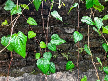 Close-up of a betel vine climbing a textured wall. Vibrant green leaves and intricate details. Suitable for nature, herbal, and botanical themes clipart