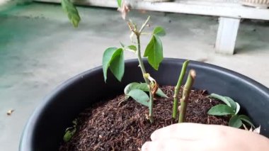 Toprak, gül yayılımı, bahçıvanlık ve sürdürülebilir bitki yetiştirme teknikleriyle dolu siyah bir kaba gül sapı kesimi yapan bir el.