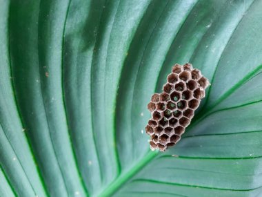 Altıgen desenli yeşil bir yaprağa bağlı küçük bir eşekarısı yuvası. Ayrıntılı doku ve doğal ortam