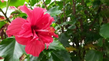 Canlı kırmızı bir amber çiçeği ya da yeşil yapraklarla çevrili kembang sepatu. Bu çiçek Endonezya 'daki güzelliği ve tıbbi özellikleriyle bilinir.