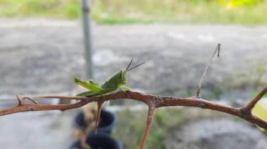 Dikenli bir dalda dinlenen yeşil çekirgeye yaklaş. Bu böcek genellikle bahçelerde bulunur, yapraklarla beslenir ve doğal ortamına karışır.