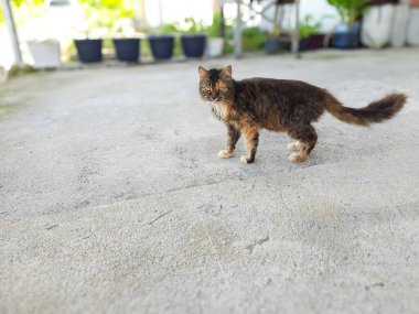 Uzun saçlı, kahverengi ve turuncu kürklü bir kedi bir avlunun beton yüzeyinde dikiliyor ve doğrudan kameraya bakıyor.
