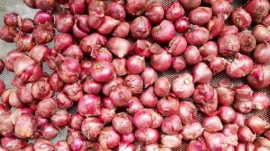 Taze Shallots Kablo ağında Kuruyor