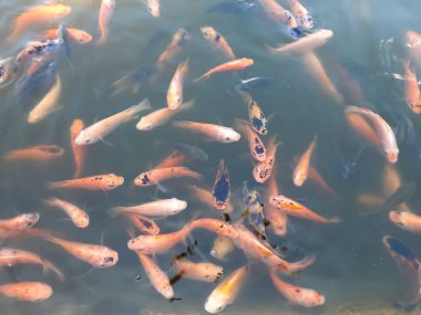 Bir grup canlı süs balığı, koi balığı ve japon balığı çeşitleri, açık havuzda berrak suda yüzüyorlar.
