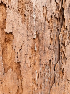 Çürümüş ve yıpranmış ahşap, çatlak ve soyulmuş yüzeyin detaylı dokusu. Arkaplan ve dokular için ideal