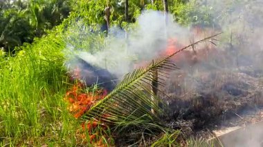 Yol kenarındaki bir çimen yangını, haftalarca yağmursuz kaldıktan sonra yanan atıklar ve sıcak havanın yol açtığı tropikal bir bölgedeki kuru bitki örtüsü boyunca yayılır.