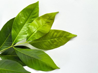 Laurel 'in beyaz arka planda izole edilmiş bir dalı. Taze defne yaprakları. Yeşil defne yaprakları dalı.