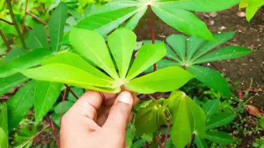 Plastik eldiven giyen bir adam Endonezya 'nın Pariaman plajındaki çöpleri topluyor. Çevre temizleme çabası, kirlilik bilinci