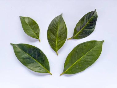 Beyaz arka planda birkaç taze Endonezya körfezi yaprağının üst görüntüsü. Genellikle yemek ve bitkisel ilaçlarda baharat olarak kullanılır.