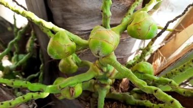 Ağaçta yetişen genç hindistan cevizi tomurcukları ya da lekeler. Hindistan cevizi meyvesinin bu erken evresi geleneksel olarak kan şekerini kontrol altına almak için tıbbi kullanımıyla bilinir.