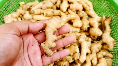 Zencefil dolu bir sepetin üstünde taze toplanmış zencefil kökü tutan bir elin yakın çekimi. Çiftlik hasadından elde edilen organik zencefillerin kalitesi ve tazeliği