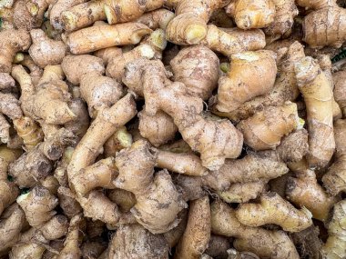 Taze toplanmış zencefil köklerinin üst görüntüsü. Çiğ ve yıkanmamış kızıl, doğal toprak dokusuna sahip, genel olarak pişirmede, bitkisel ilaçlarda ve geleneksel tıpta kullanılır.