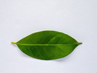 Tek bir defne yaprağının ya da beyaz arka planda izole edilmiş daun selamın yakın çekimi. Endonezya mutfağında doğal bir bitki ve aromatik baharat olarak kullanılır.