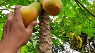 Ağaçtan olgun bir papaya koparan bir elin yakın çekimi, yeşil yapraklı bir bahçede taze tropik meyve hasadı. alt görünüm.