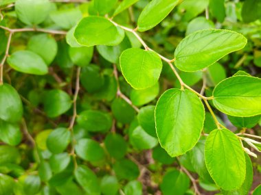 Yakın plan taze bidara yaprakları ve küçük çiçekler. Ziziphus Mauritiana olarak bilinir, yeşil bitkiler, geleneksel bitkisel ilaçlar, alternatif şifa, ruqyah veya şeytan çıkarma