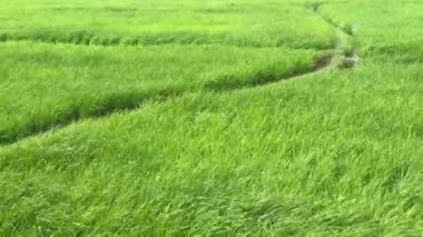Bereketli yeşil pirinç tarlası güçlü rüzgarda esiyor, çeltik tarlalarında güneş ışığı altında doğal bir dalga etkisi yaratıyor.
