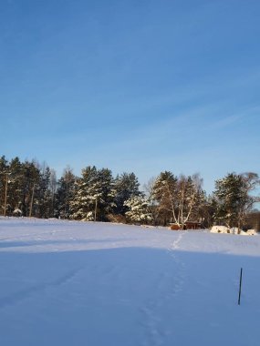 Karla kaplı bir elma ağacının çıplak dalları. Küçük meyveler ve gizlice bakan kış güneşi.