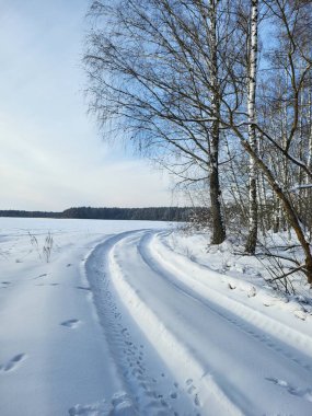 Ormanda parlak bir kış günü, huş ağacı ve sonsuza dek yeşil ağaçların karışımı.