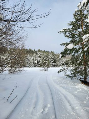 Yapraksız bir ağaç kar üzerinde durur, güneş ışığı arka plandaki bulutların arasından kırılarak sakin bir kış anını yakalar..