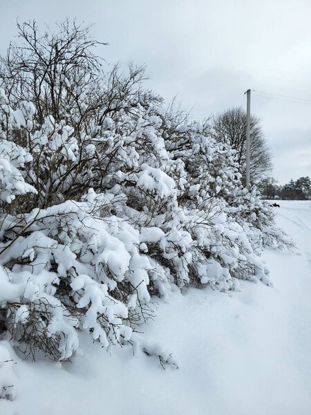 A decorated fir branch in front of a window, with a snowy yard visible outside