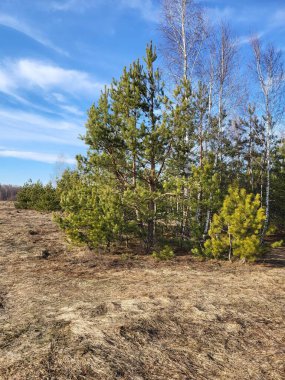 Ağaçların olduğu bir ormanın yakınında açık alan ve parlak bahar güneşinin altında kuru otlar..