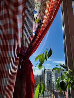 Dili dışarıda neşeli bir köpek, kumlu topraklarda uzanıyor, parlak güneş ışığının tadını çıkarıyor..