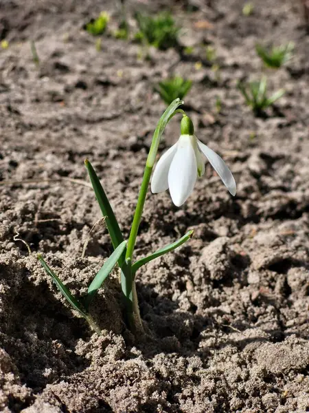 İlk kar damlaları toprağı delip geçiyor