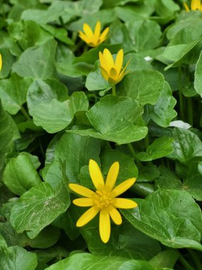 Parlak yeşil yapraklar arasında açan tek bir sarı çiçeğin yakın çekimi..