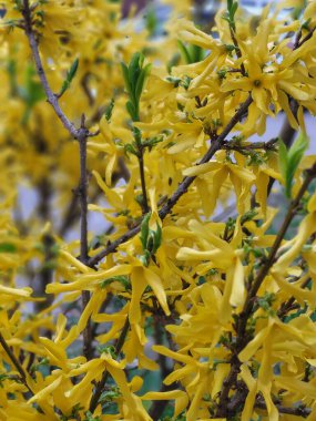 Parlak sarı çalı çiçekleri yumuşak yönlü bahçe ışığına yakalandı..