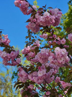 Aydınlıkta parlayan yemyeşil pembe çiçekleri olan bir bahar ağacına yakın çekim