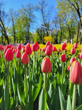 Kırmızı ve pembe laleler parlak yeşil bir bahar parkında ağaçların altında canlı duruyorlar..