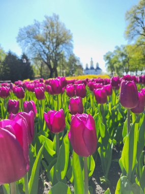 Kırmızı ve pembe laleler parlak yeşil bir bahar parkında ağaçların altında canlı duruyorlar..