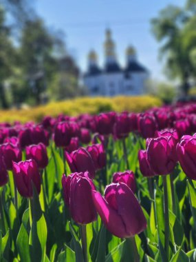 Temiz mavi bir gökyüzünün altındaki temiz bir şehir parkında çeşitli renklerde laleleri olan dikkatlice düzenlenmiş çiçek yatakları..