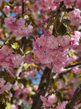 Bir dalda pembe kiraz çiçeklerinin detaylı bir çekimi, yumuşak yaprakları ve bahar renklerini vurguluyor..