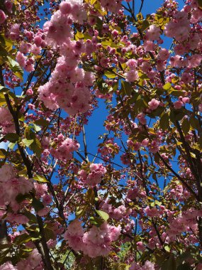 Eski eğitim kurumu Chernihiv Collegium mavi gökyüzünün arka planında suya yansıyan yansıma ile