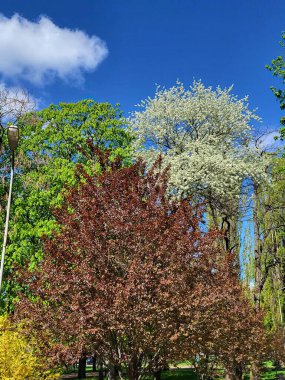  Çiçek açan kırmızı-turuncu lalelerden oluşan yoğun bir yatak, baharın gelişini işaret ediyor..