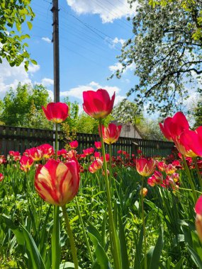 Sakin bir bahar anıydı. Huzurlu bir bahçedeki tahta çitin yanında bir köpek yatıyordu.