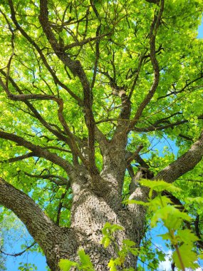 Bahar güneşinin altındaki parlak yeşillik dolu çalılıkta açan leylak çiçekleri.