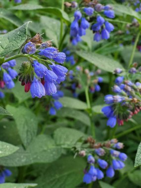 Lezzetli öğle yemeğinde pizza, limonata ve modern bir kafede rahat bir yemek atmosferi var.