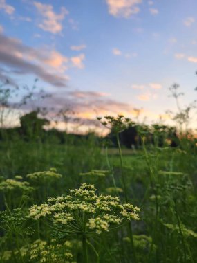 Frenk üzümü yeşil yaprakların arasında güneşte parlak bir şekilde parlar. Yazın enerjisi bir karede