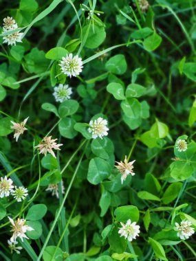 Karanlık bulutlar ve parlak günbatımı bir yaz akşamında sakin bir tarlanın üzerinde.