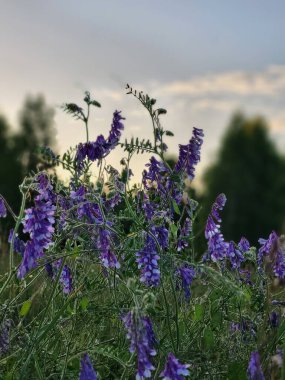  Akşam gökyüzünün arka planında açan lavanta çiçekleri. Gün batımında çekilen huzurlu ve atmosferik bir çiçek manzarası..