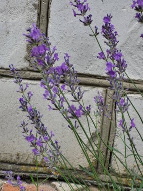 Çiçek açan beyaz çiçekli ve büyük yeşil yapraklı bir ortanca çalısı, bereketli ve canlı bir yaz manzarası yaratır..