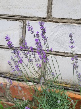 Kırmızı bir zambak yağmurdan sonra yapraklarının üzerinde parlak su damlalarıyla yakalanır..