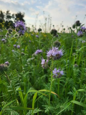 Mor safra çiçekleri yeşil bir arka planda çiçek açar. Yaygın bir bal bitkisi..