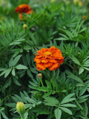 İki tavuk kameraya bakar, karakterlerini kırsal bir çiftlikte gösterir..